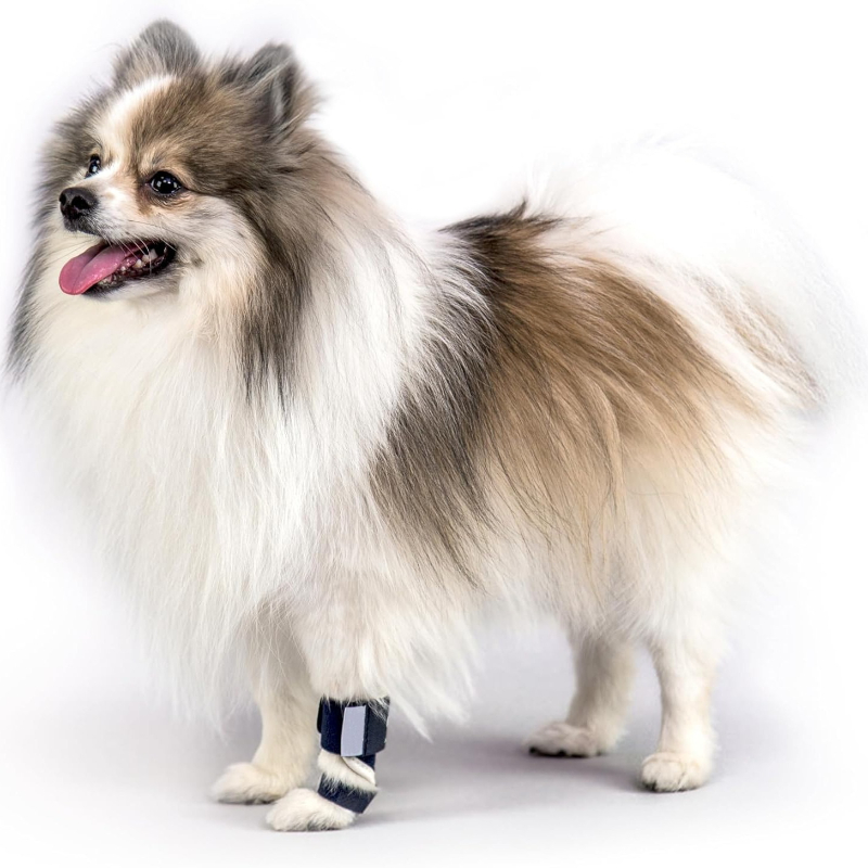 อุปกรณ์พยุงขาสุนัขแบบ Carpal H - Ankle Mobility Band บทวิจารณ์และราคา